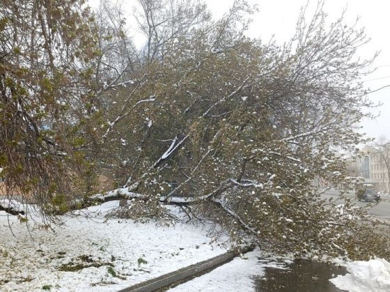 В Свердловской области оценили ущерб от аномального снегопада