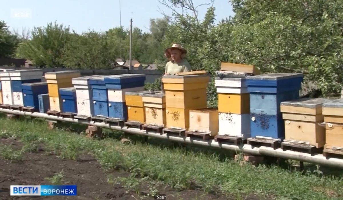 Воронежский научный центр пытался оспорить обвинения в причастности к гибели пчёл
