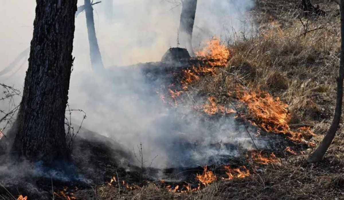 В 21 районе Воронежской области ввели третий класс пожароопасности