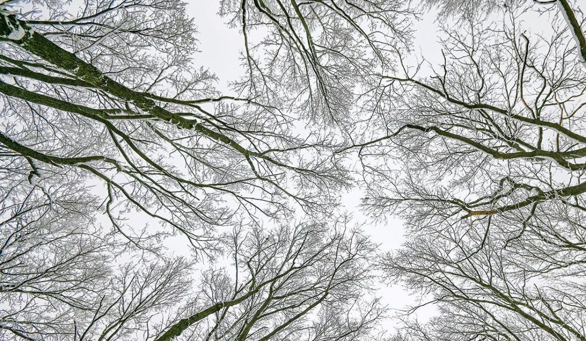 Снегопады ожидаются в Воронеже на праздничные выходные