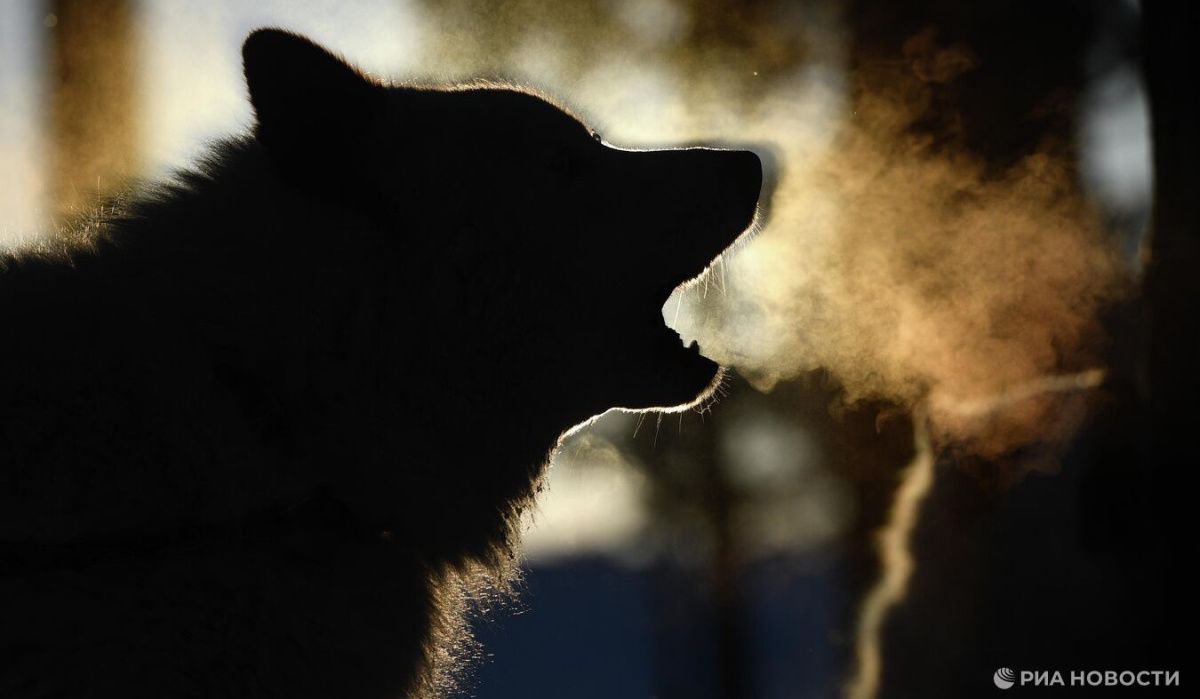 Воронежские жители микрорайона Репное жалуются в СК на агрессивных собак