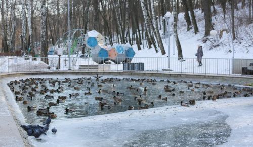 Воронежские утки не захотели зимовать в тёплых краях 
