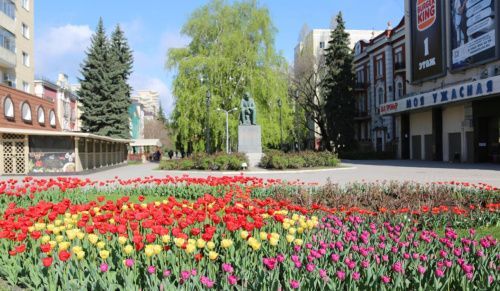 В Воронеже зацвели более 80 тысяч тюльпанов