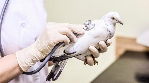 В Воронеже появится стационар для больных и раненых птиц