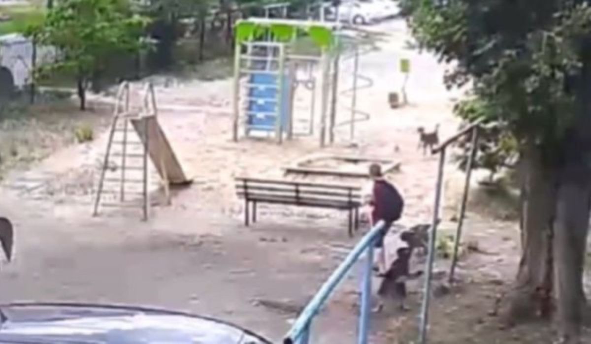 Глава СКР взял под контроль дело о нападении стаи собак на мальчика в Воронеже