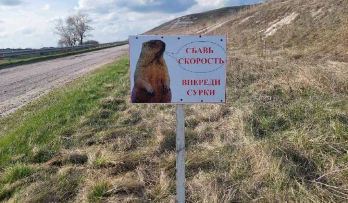 Водителей Воронежа предупреждают о сурках на дорогах