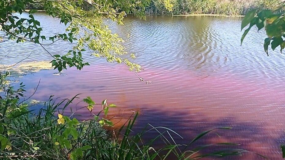 В Воронежской области выяснят причины покраснения воды в водоеме