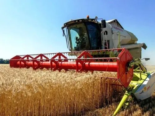 В Самарской области вывели сорт твёрдой озимой пшеницы 